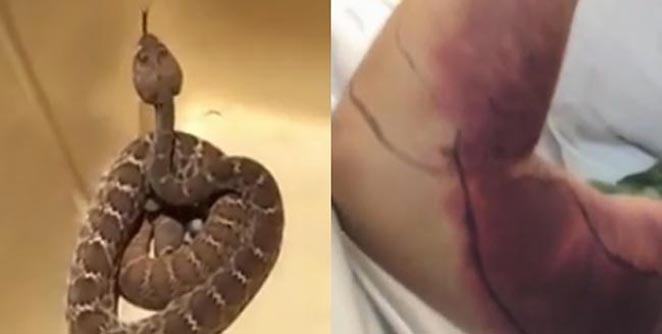 ratel-snake