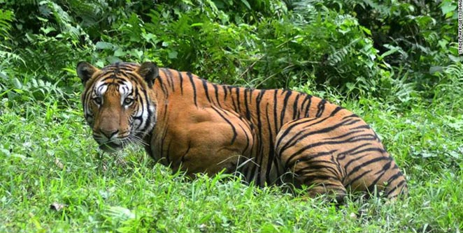 tiger
