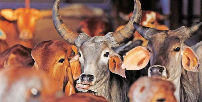 cow