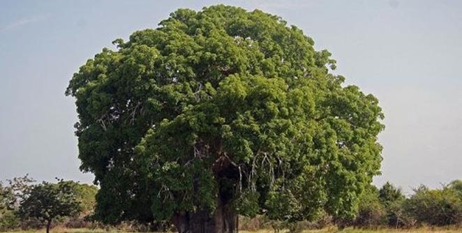 tree