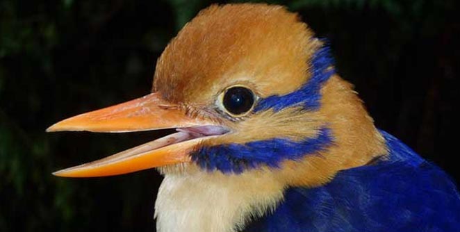 Moustached-Kingfisher