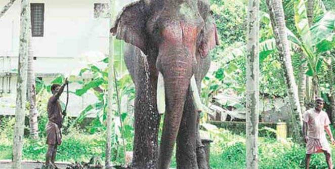 elephant