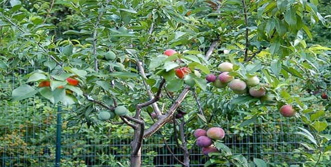 jaduche