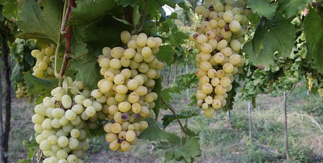 grapes