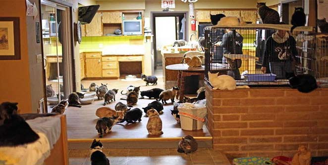 catlady