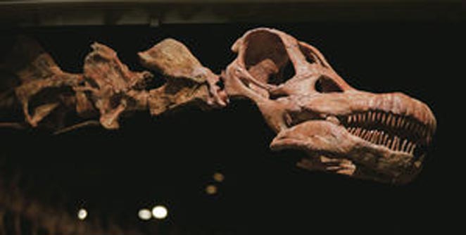 dinasoure