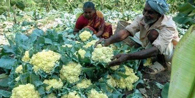 farmer