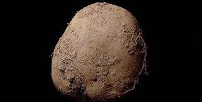 potato