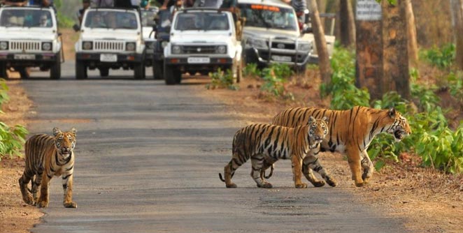 tadoba