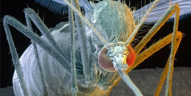 Zika