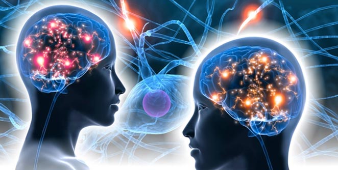 brain