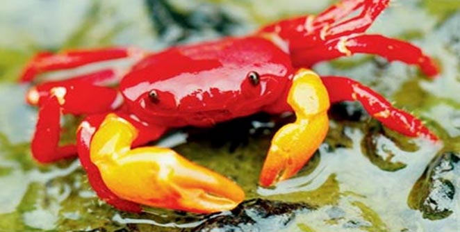 crab