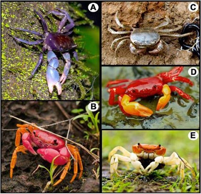 crab1