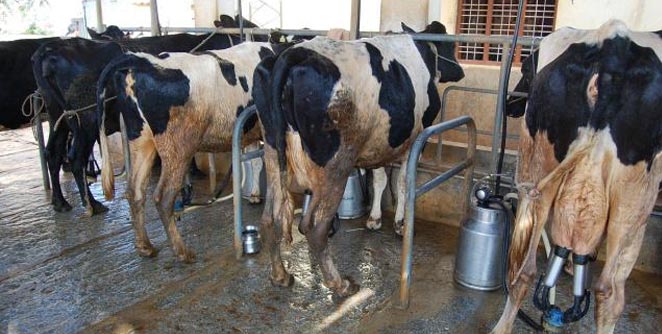 milk