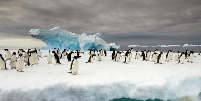penguin