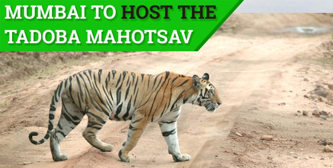 tadoba