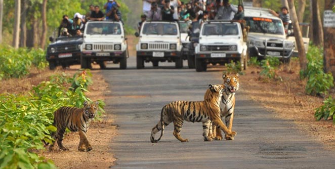 tadoba