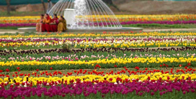 tulip-garden