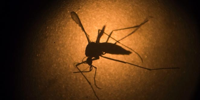 zika