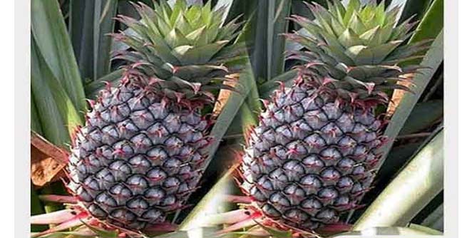 ananas