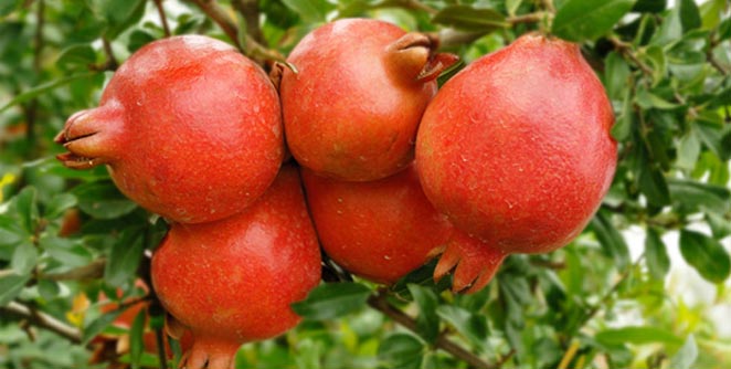 dalimb