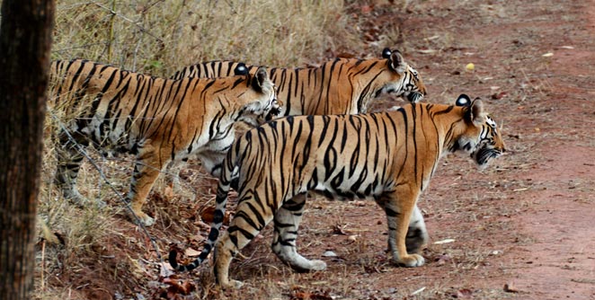 tiger