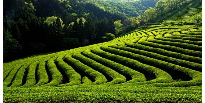 tea