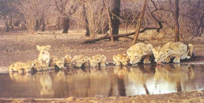 lions