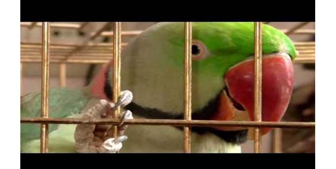parrots