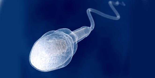 sperm