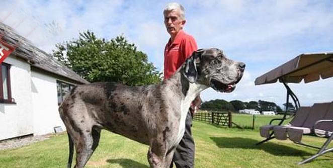 great-dane