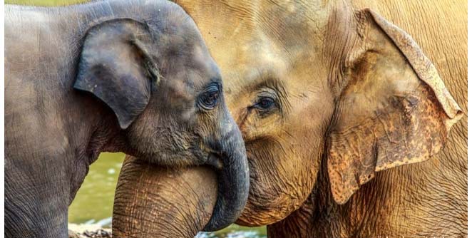 elephant