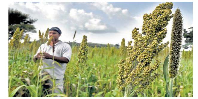 kharif
