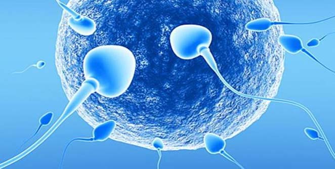 sperm
