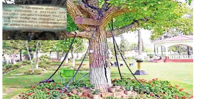 tree
