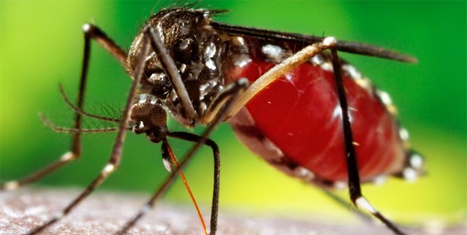 dengue