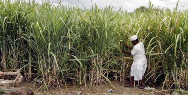 sugar-cane