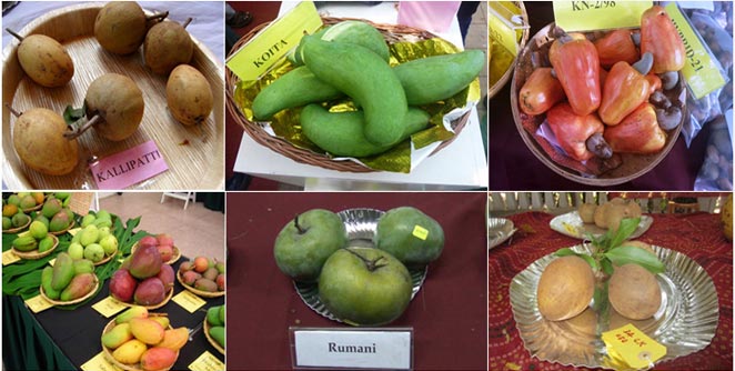 fruit