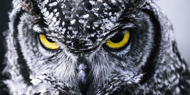 owl