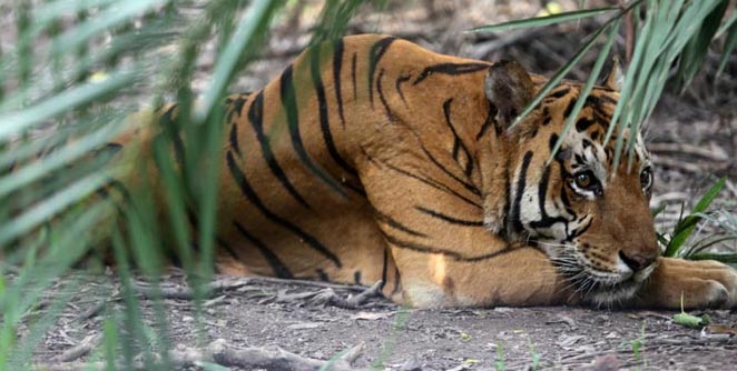 tiger