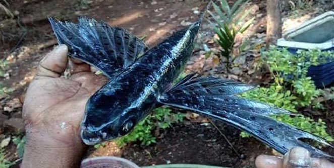 fish
