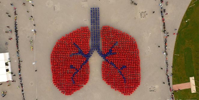 lungs