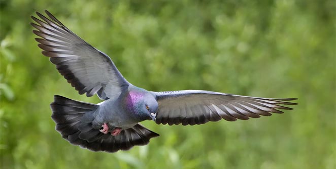 pigeon
