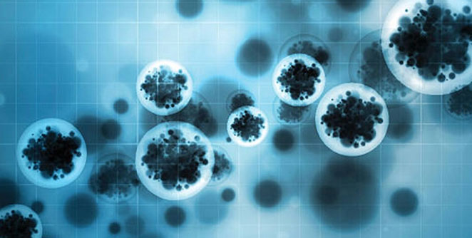 bacteria