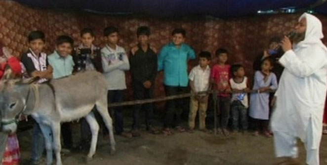 donkey