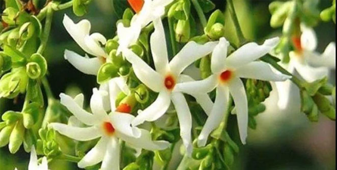 jasmin