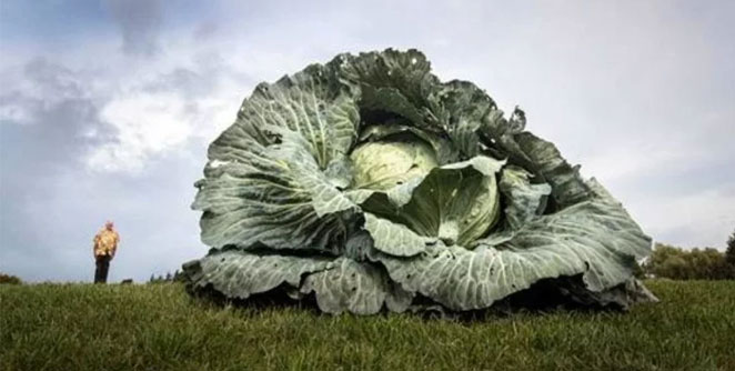 cabbage