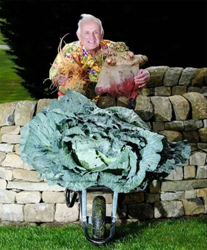 cabbage2