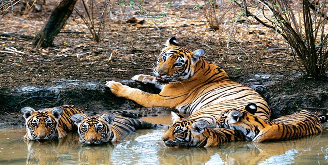 tiger
