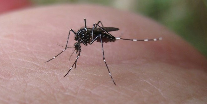 Dengue